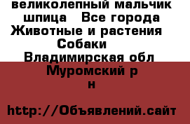 великолепный мальчик шпица - Все города Животные и растения » Собаки   . Владимирская обл.,Муромский р-н